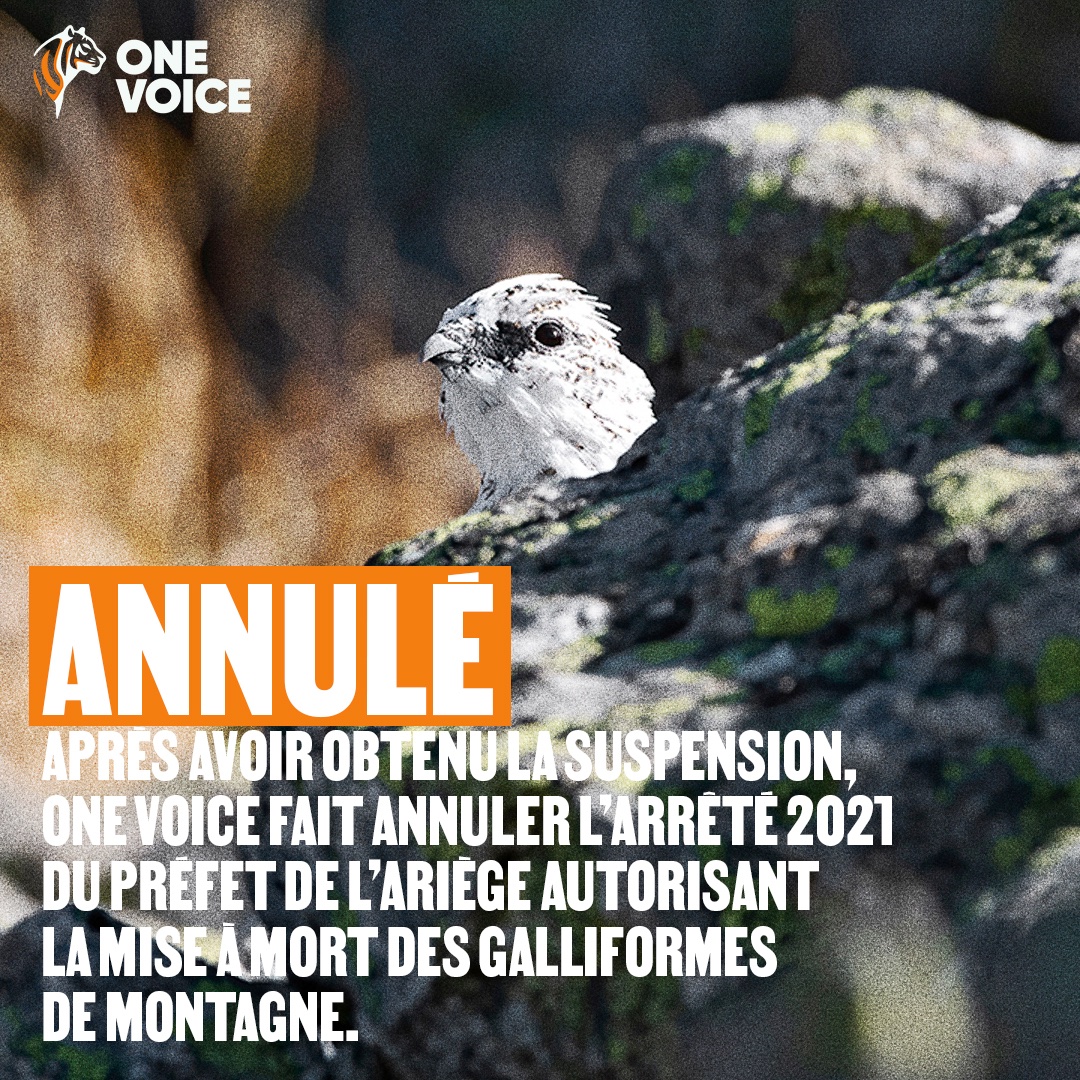 Victoire en Ariège ! Le tribunal administratif de Toulouse annule l’arrêté autorisant la chasse des galliformes de montagne en 2021. Notre référé avait permis la suspension en urgence du texte, sauvant ces oiseaux pris pour cible. #LaFranceTueSesOiseaux #LaChasseUnProblèmeMortel