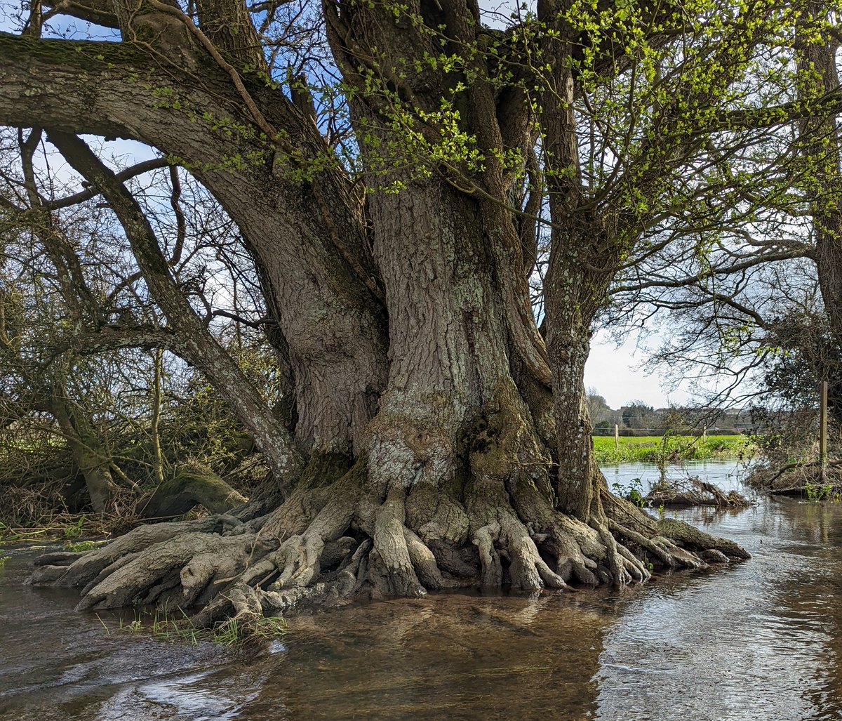 Midstream Alder for this week's #thicktrunktuesday. Multi-stem by nature or possibly coppice, roots exposed by flood and sheltering livestock, still stands sentinel where it first started. Valued by Otter who spraints on the lowest branch. 📷 Stinsford & the Dorset Frome