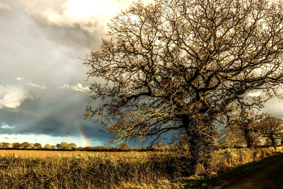 Oak tree along the lane #thicktrunktuesday #rainbow #Yorkshire #rain #treeclub