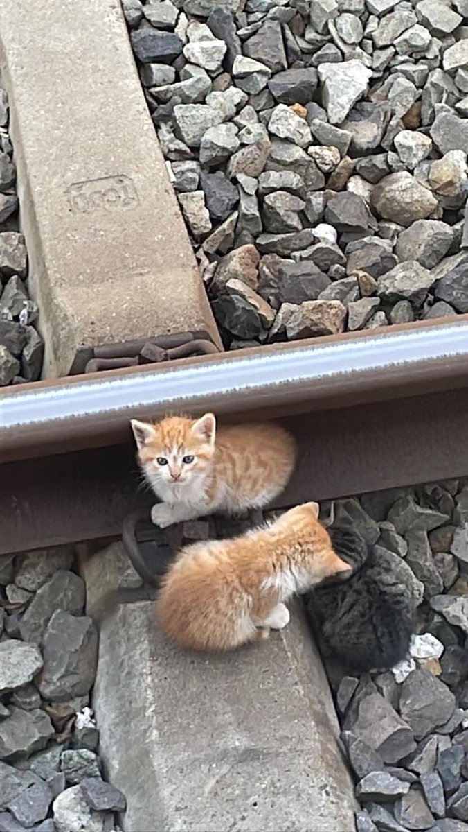 Acil marmaray tuzla istasyonunda raylarda 2 kedi yavrusu var 3 taneymiş biri ezilmiş Raylara iniş yasakmış Kurtarılması için itfaiye etiketler misiniz?