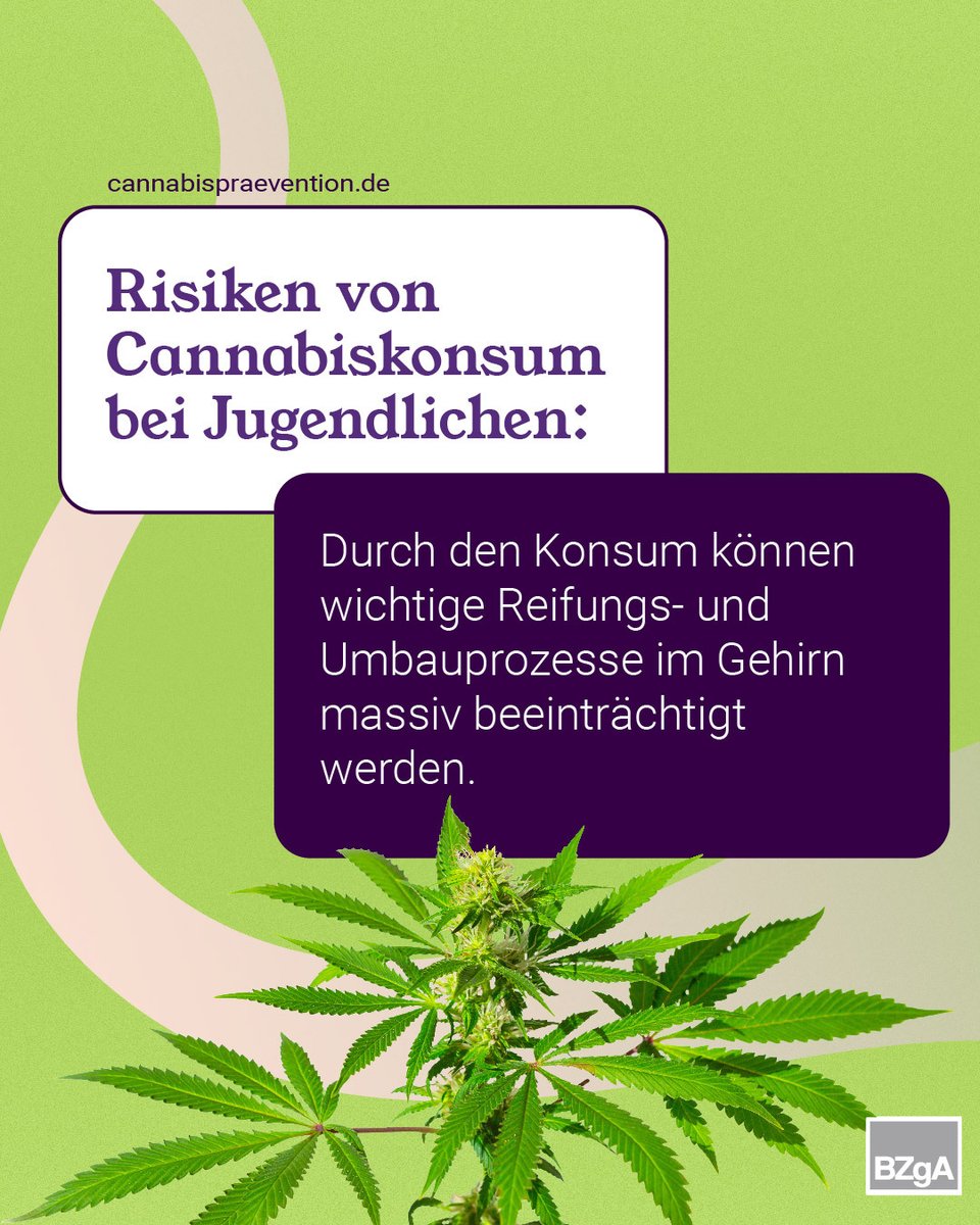 Jugendliche sind durch den Cannabiskonsum stärker gefährdet: Denn in der Übergangsphase zwischen Kindheit & Erwachsenenalter finden wichtige Reifungs- & Umbauprozesse im Gehirn statt. Die #BZgA informiert zu #Cannabisprävention unter cannabispraevention.de