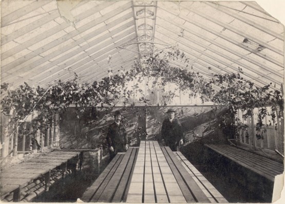 Gardeners in the Greenhouse at Wepre Hall, Flintshire, c.1900. What wonderful greenery and fresh edibles might these two horticultural gents have come up with? History begins at home - #HBAHGreen newa.wales/collections/ge…