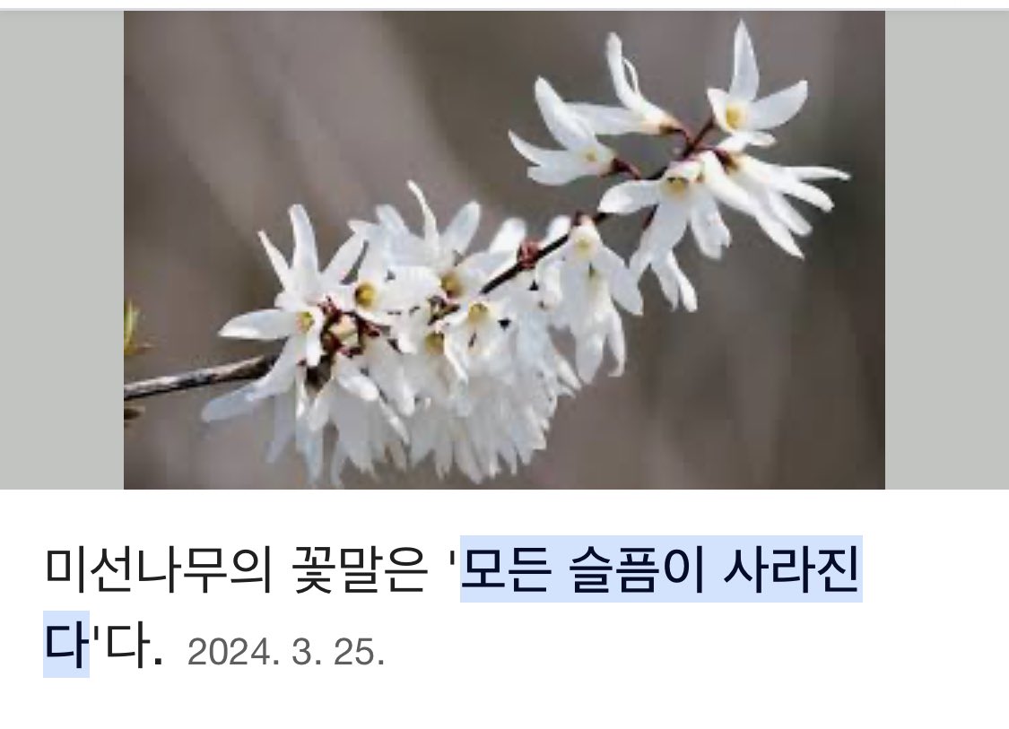 미선나무가 한국 고유종이고 
꽃말이 “모든 슬픔이 사라진다“ 라니.. 
너무 다정하다..ㅠ