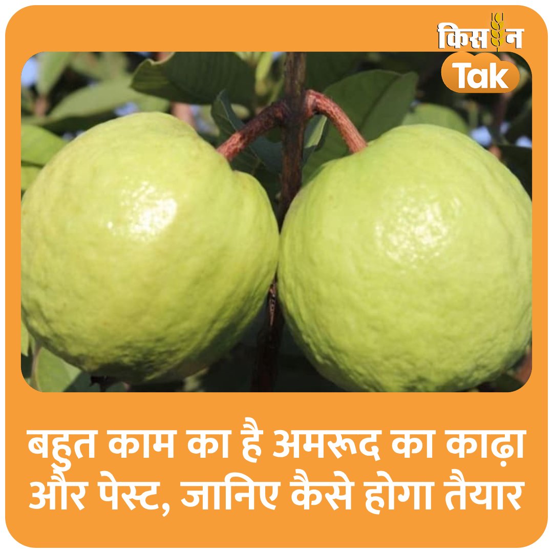 KisanTakChannel's tweet image. बहुत काम का है अमरूद का काढ़ा और पेस्ट, जानिए कैसे होगा तैयार
#guava #decoction #kisantak #aajtak
kisantak.in/knowledge/stor…