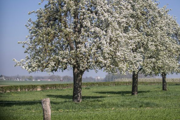 Dit weekend is het droog en worden er hoge temperaturen verwacht. Ga daarom genieten van de bloeiende bomen in Zuid-#Limburg en kies voor een bloesemfiets- of wandelroute. Laat je betoveren door de gekleurde bloesemzee in de heuvels deze lente: ap.lc/bbmza. #toerisme