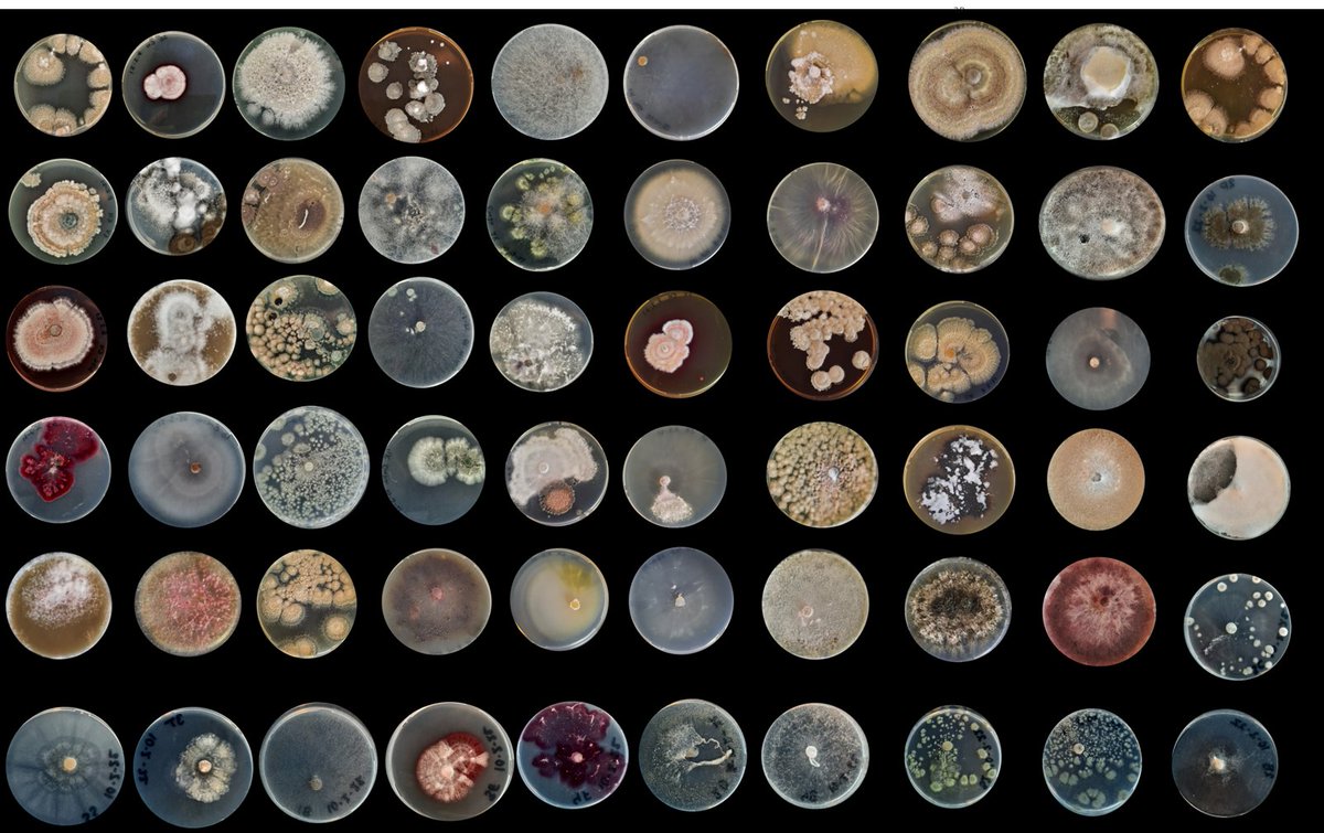 Emilia Hannula (@e_hannula) on Twitter photo Do you love fungi? Or at least like them enough to spend few years studying their traits in more detail?  I am offering a 2-year post-doc position in my group working on my Vidi project on fungal traits and soil functions. Apply before April 28th! universiteitleiden.nl/vacatures/2024… Do you love fungi? Or at least like them enough to spend few years studying their traits in more detail?  I am offering a 2-year post-doc position in my group working on my Vidi project on fungal traits and soil functions. Apply before April 28th! universiteitleiden.nl/vacatures/2024…