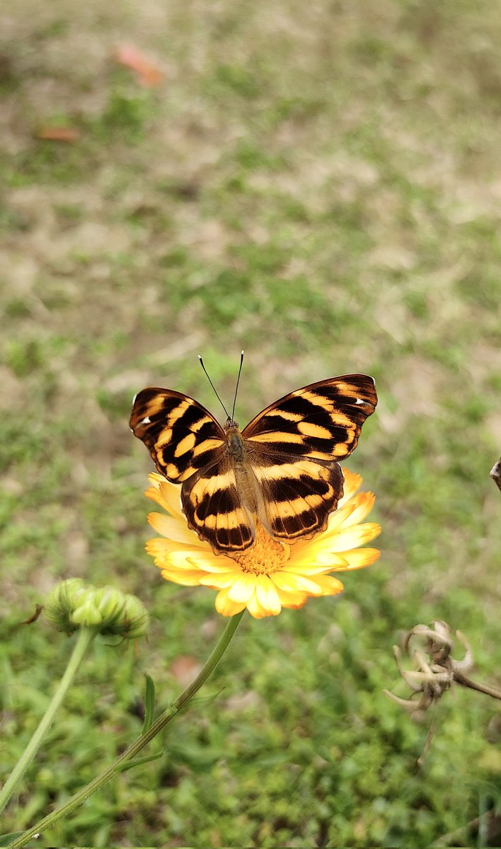 'if you want to fly,give up everything that weighs you down '... An Assam Pasha 🦋for #TitliTuesday @IndiAvesb @savebutterflies @IFoundButterfly #butterfly #nature #NatureLover #NaturePhotography #TwitterNatureCommunity #butterfliesofDarjeeling