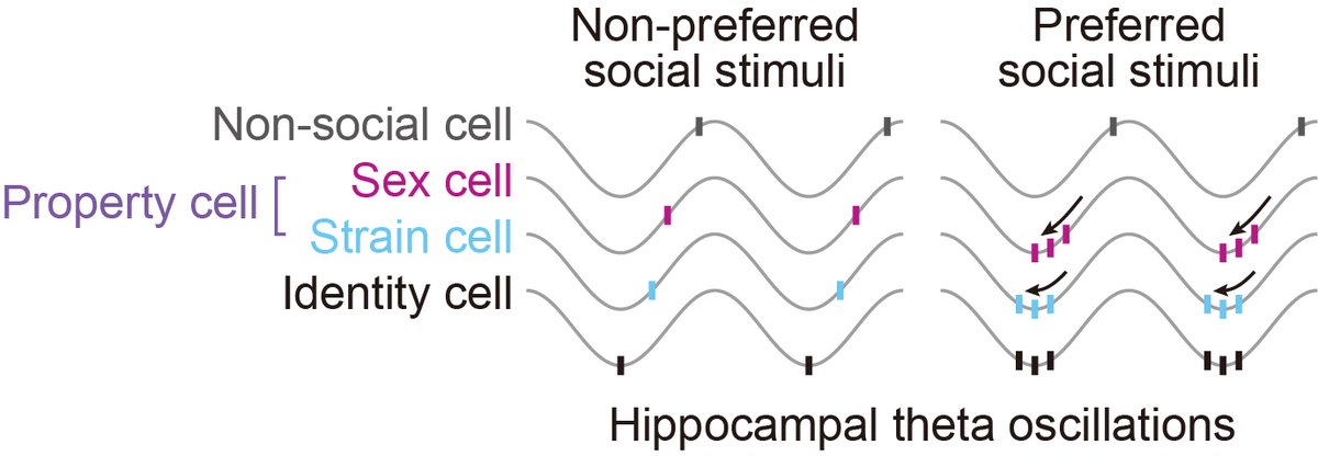 New on #bioRxiv: Our new manuscript “Sexual representation of social memory in the ventral CA1 neurons”. Led by <a href="/hi_ni_hikaru/">Akiyuki Watarai</a> and <a href="/taoizm/">Kentaro Tao</a>. 

vCA1 neurons encode the identities and social properties (sex and strain) by rate and theta-based temporal coding.

biorxiv.org/content/10.110…