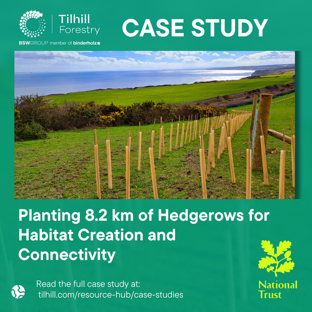 NEW CASE STUDY: Planting #Hedgerows for Habitat Creation and Connectivity Owner: @nationaltrust Area: 8.2km 🌱Trees and Shrubs Planted: 40,800 🌳Grant Funding: @NECForest (NECF) Trees for Climate Fund Read here: pulse.ly/coa7x5ytb7