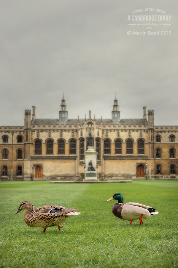 2nd April 2019 These same ducks spent every spring shunning the river and roaming the colleges and streets of Cambridge instead - which is nice.