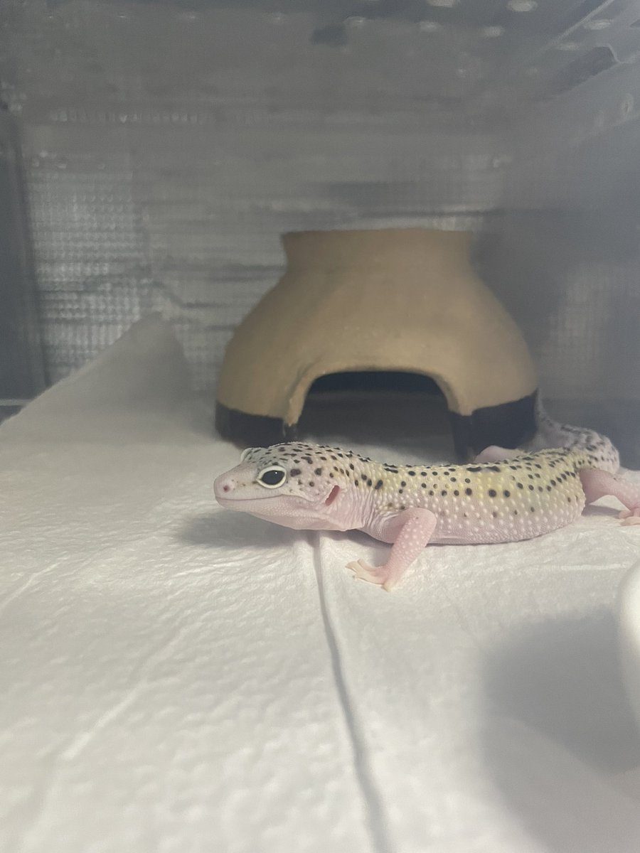 たいぶ大きくなってきた！！