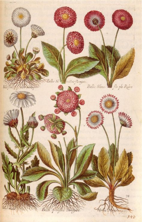 Varieties of the common daisy (bellis perennis) from 1641 by the Swiss-born engraver Matthäus Merian the Elder. The lower middle one was known as 'hen and chickens' in England and widely grown in gardens.