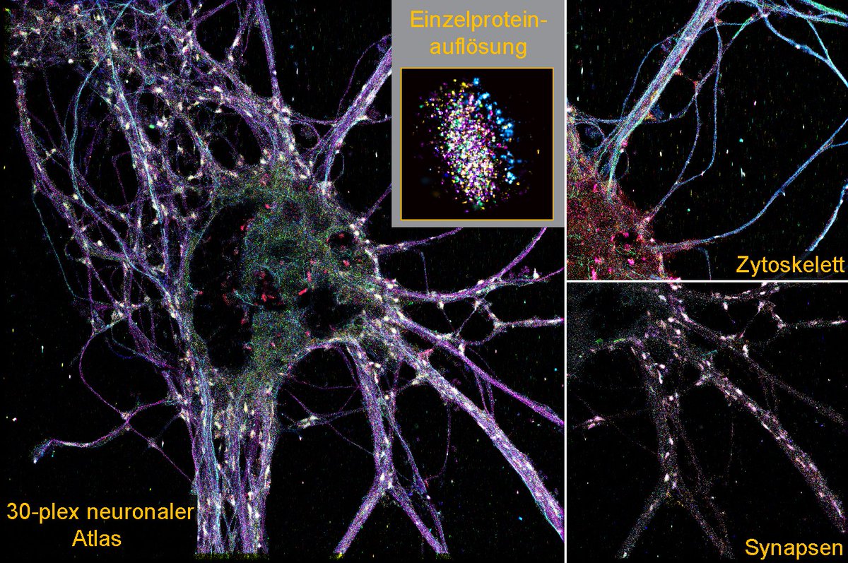 Forschende vom @MPI_Biochem @LMU_Muenchen @yourUMG @HelmholtzMunich haben mit einer neuen superauflösende Hochdurchsatz-Imagingmethode einen neuronalen Zellatlas in 3D mit Einzelmolekülauflösung erstellt. cell.com/cell/fulltext/… Bild: © Unterauer, et. al., CC BY 4.0