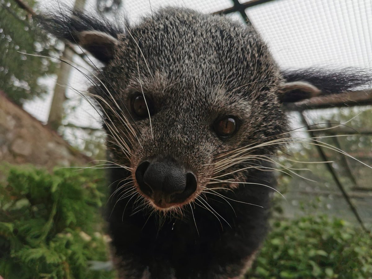 We're sad to share the loss of Ali, our male binturong. At 24-years-old, he was the oldest binturong in Europe and a much loved character at the zoo 💛 With Ali's passing this means we currently no longer have binturong here at the zoo and hope to welcome more in the future.