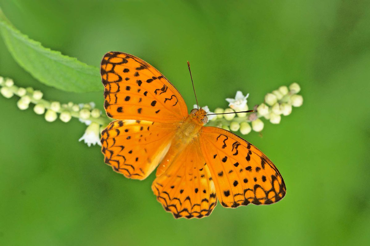 Like a Leopard, the Leopard Butterfly sports ornamental dark spots and streaks on its rich orange-coloured wings. 🐆 You’ll often see this sun-loving butterfly fluttering from flower to flower in our parks, gardens and streetscapes. 📷: Khew Sin Khoon
