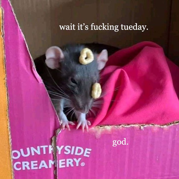 venuslovesrats's tweet photo. happy tuesday my fellow rats! https://t.co/ilTMKrrHX8