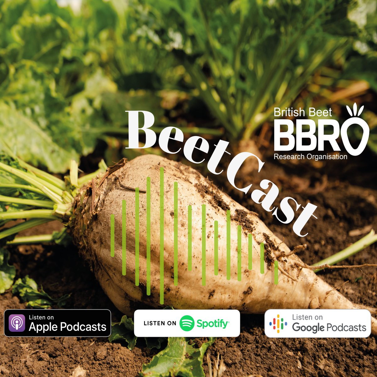 BeetCast April: Preparing for an invasion With a high Virus Yellows forecast and aphids expected around the 10th April we look at mitigation strategies to help growers protect the crop in 2024. rss.com/podcasts/bbrob… @BritishSugar @NFUSugar @Rothamsted