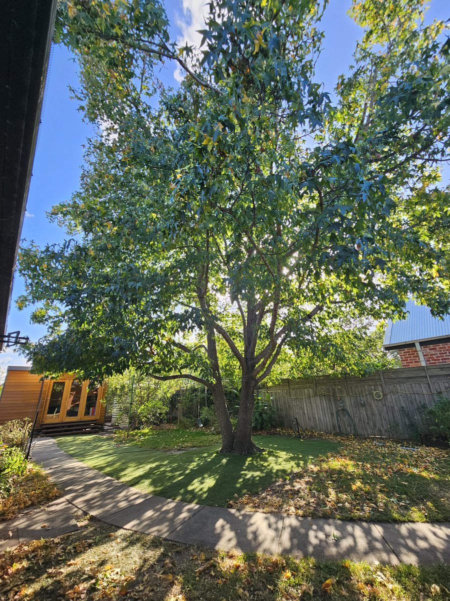 Uplifting, weight reduction and love given to this beautiful liquidamber. #trees #melbourneweather