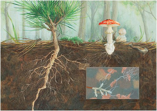 Nearly all plants on Earth form a symbiosis with mycorrhizal fungi. Mycorrhizal fungi grow into large networks of tubular cells, known as mycelium, that forage for nutrients in the soil and exchange them with their plant partners. [5/6]