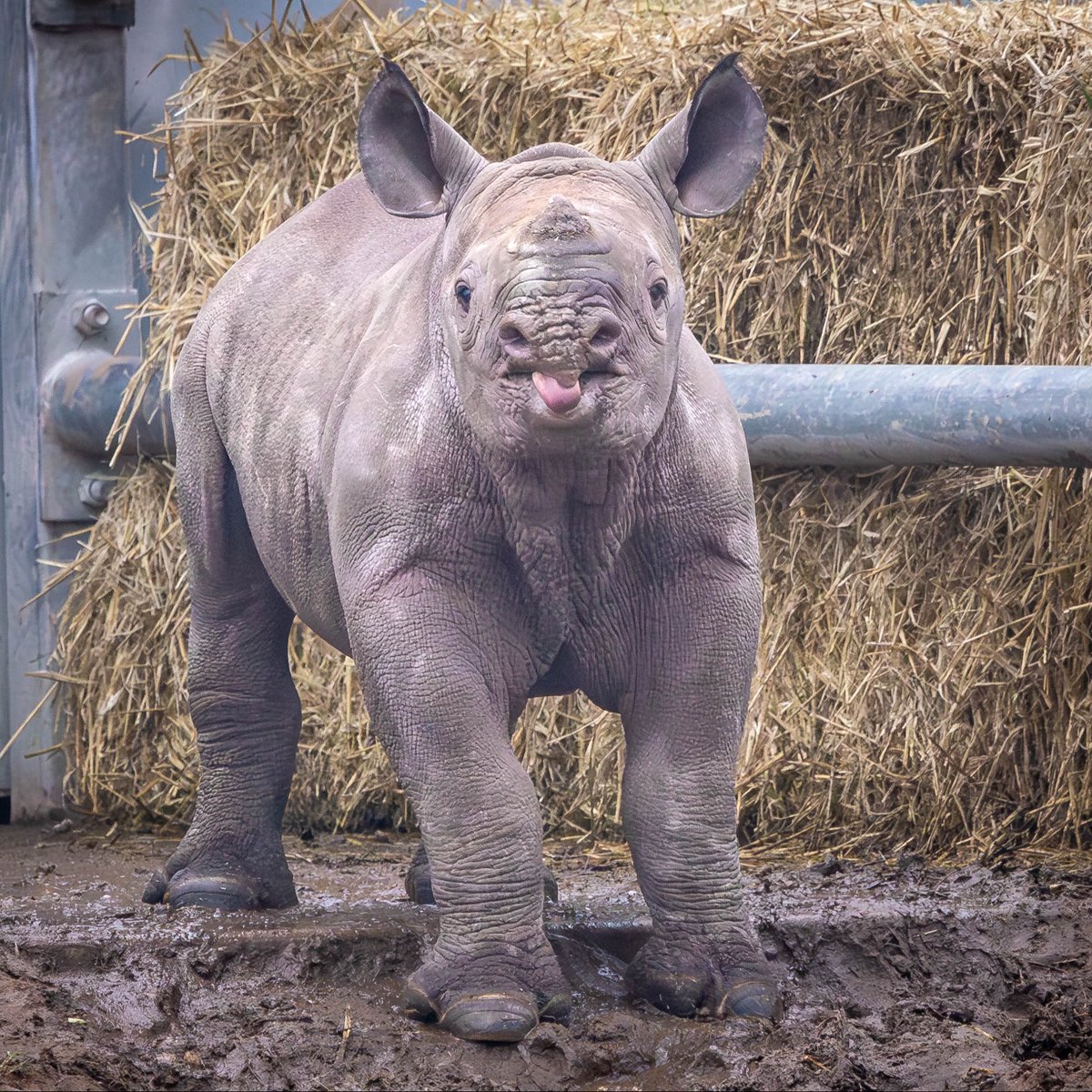 Rocco the Rhino is stealing the show this #TonguesOutTuesday 👅🦏 ( 📸 : Sue Fielding )