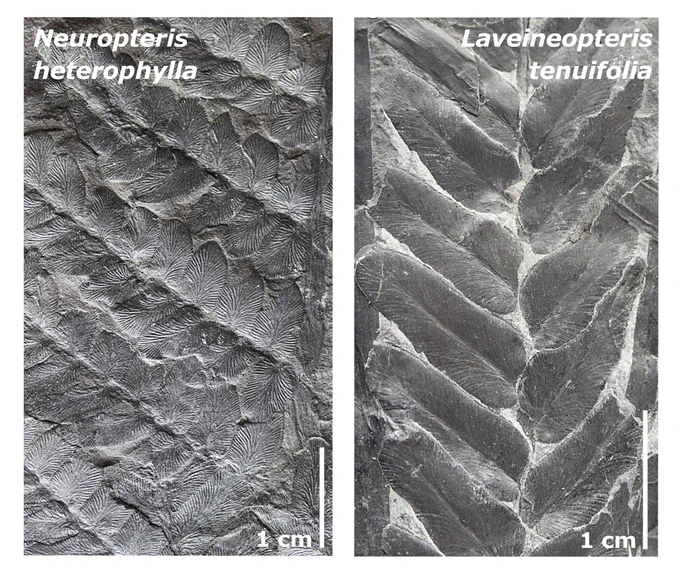 Two black and white photographs of fossil elements of the Nord-Pas-de_Calais coalfield flora. On the left, Neuropteris heterophylla (general view of secondary pinnules with venation; USTL 4191, Westphalian Bruay Formation); on the right Laveineopteris tenuifolia (fragment of frond showing the insertion of secondary pinnules; USTL 4194, Westphalian Vicoigne Formation). Scale bars (lower right corner of each photograph) are both 1 cm.