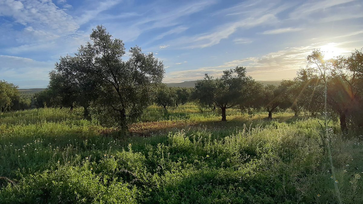 Hoy, estamos por la provincia de #Córdoba disfrutando de la luz que nos dejan las primeras horas del día 🥰☀️Estamos realizando el censo de las #aves en esta finca de olivar. ¿Cuáles creéis que van a ser las que más vamos a encontrar?🦉
#CoverOlive