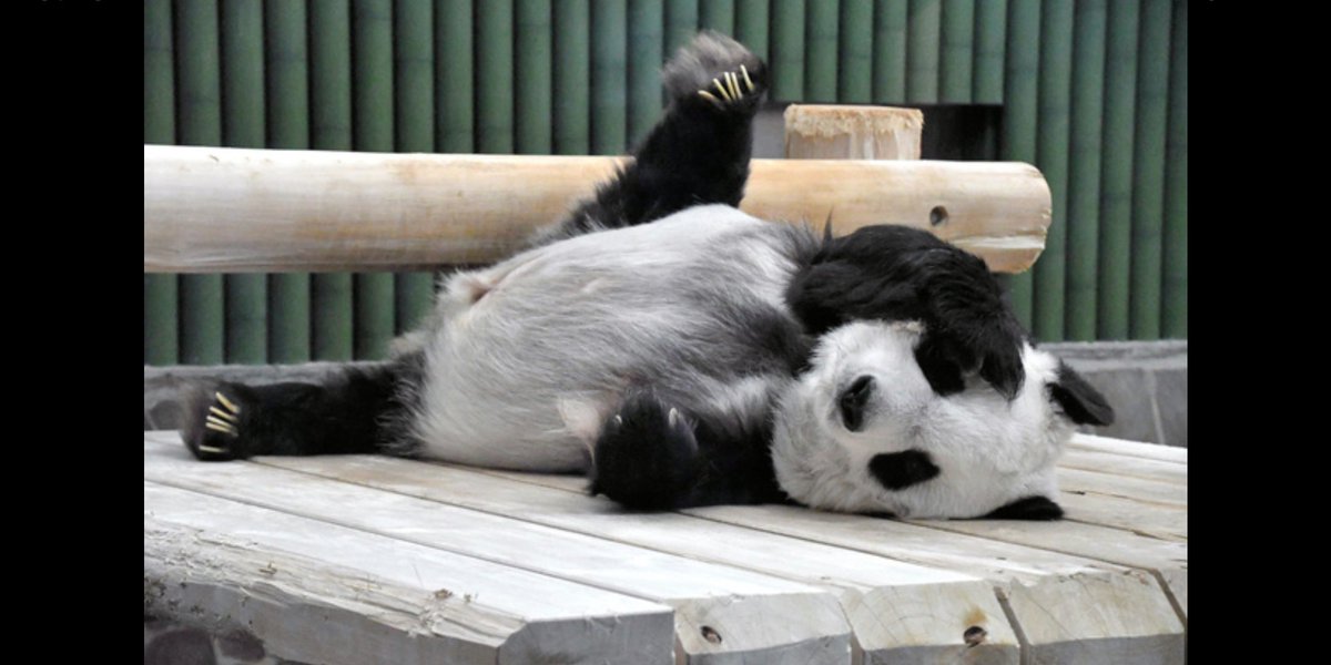 #タンタン 💖🐼おめめ👀隠してあんよパカーン姿が可愛くて🤣美・可愛い女の子😍タンちゃん頑張ったね😭すごく偉いよ💐天国🌈で赤ちゃん👶👶パパママ興興くんが待ってる🎶大勢のファンに愛された人気者🌟私の宝物タンちゃん🐼天国🌈楽しそうだね☺生まれてきてくれてありがとう💐💐忘れない #王子動物園