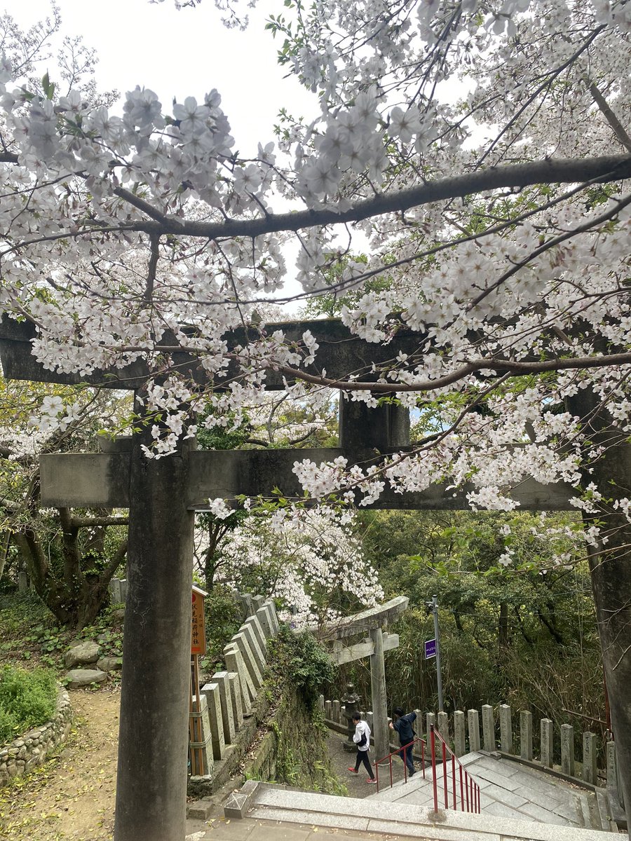 icoyo_ryoco's tweet photo. 今年の桜は、咲き始め〜満開まで、さまざまで��ね🌸
屋根の軒の上に春の草花がどっさり咲いてました🌼
#桜 https://t.co/LtXlI4GmGi