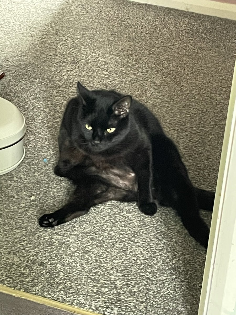 Cpt_Dafti's tweet photo. @PreachGaming My cat sits like a person https://t.co/HEhnscpJGw