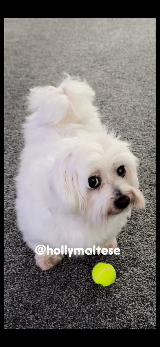 💕Morning Everyone💕 Have the most fabby Tuesday Love as always Hollybub x❤️ #dogsoftwitter #CatsOfTwitter #hollybub #dogsofx