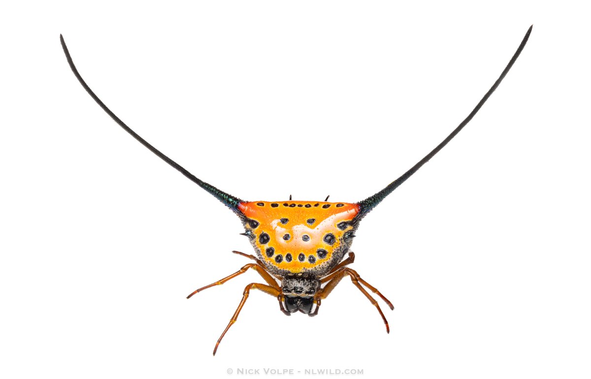 WHAT A SPIDER!!! 🤯🤯 BEHOLD, one of the coolest arachnids in the world, the Long-horned Spiny Orb Spider (Macracantha arcuata)! 🕷😍 Found in the rainforests of south-east Asia, these magnificent beasts are found usually at head-height in a web they've made trying to catch