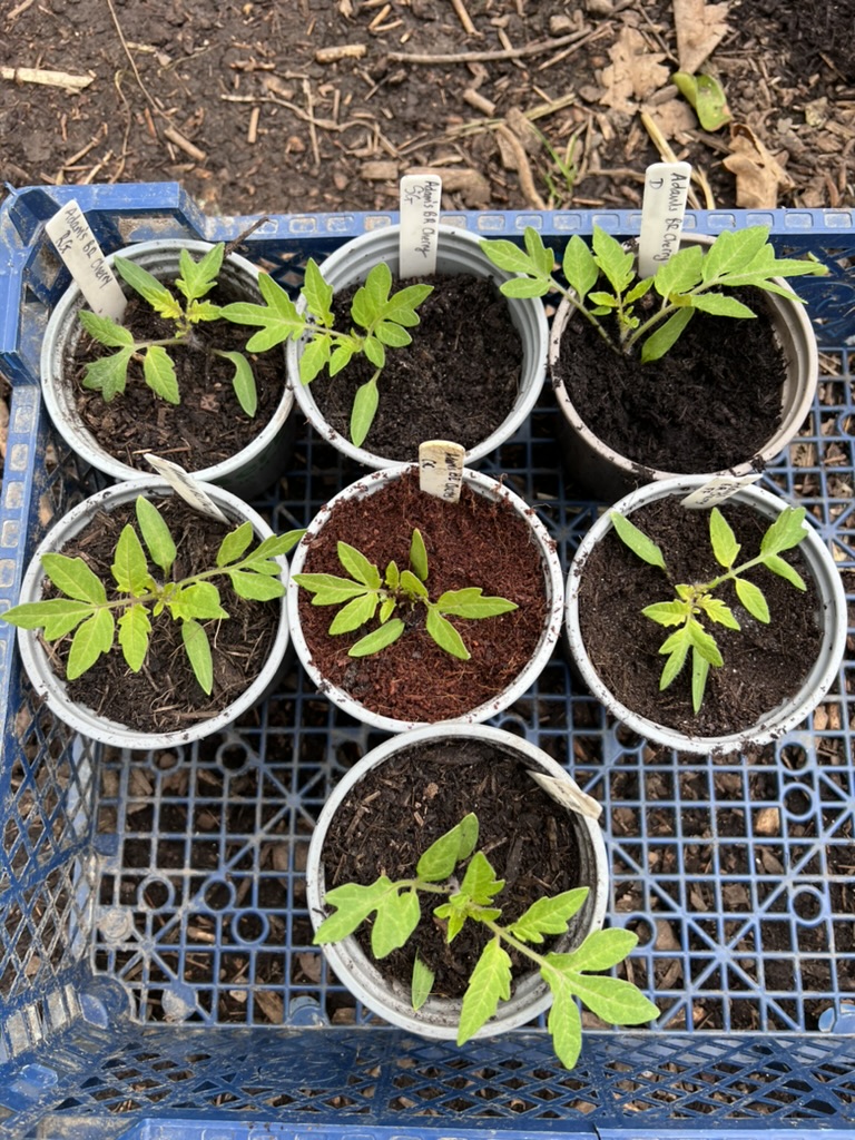 I'm using 7 different #PeatFree potting composts so far this year. Pictured here: @DalefootCompost @Fertilefibre @SylvaGrow @CocoandCoir Rocket Gro, Heart of Eden and Levingtons. Plenty of other peat free potting composts to choose from. What is your favourite? #PeatFreeApril