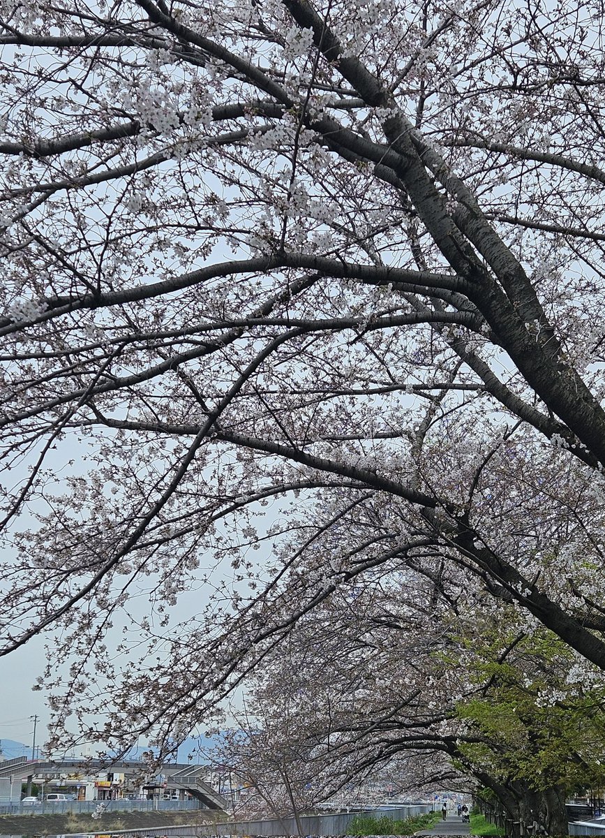 Js25Kl's tweet photo. 春が来まし��ねぇ〜✨ 
でも実は自分、集合体恐怖症なので桜をマジマジと直視することが出来ません💦 https://t.co/jiof9YNJeA