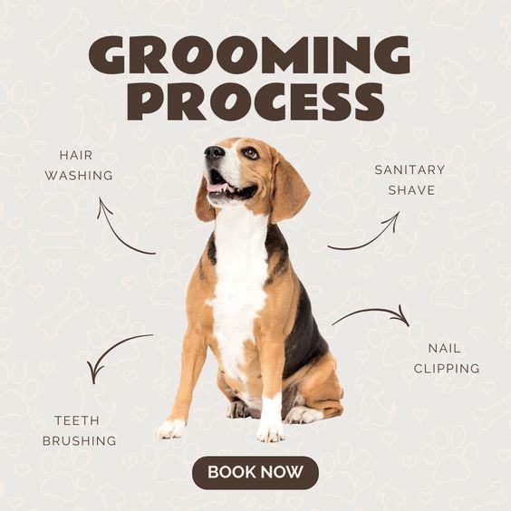 'Unleash your creativity and pamper your pet with DIY grooming and wellness products! 🚿🛁 #DIYGrooming #HappyPets'
