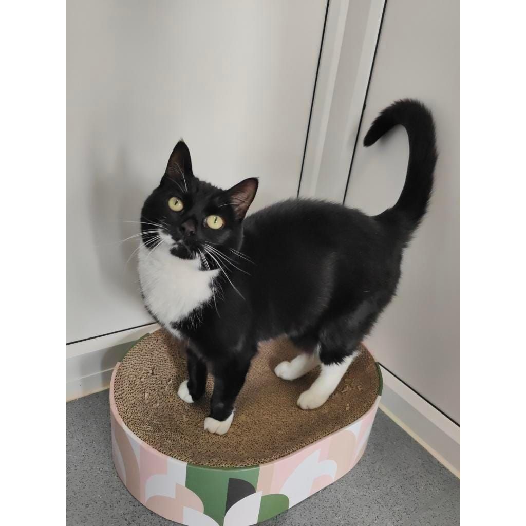 Can you believe Pippin is still waiting to find her #happilyeverafter - & still not one enquiry for her 😿 Could you lend a helping paw and share her story? 🐾 Find out more 👇🏻 cats.org.uk/findacatform/?…