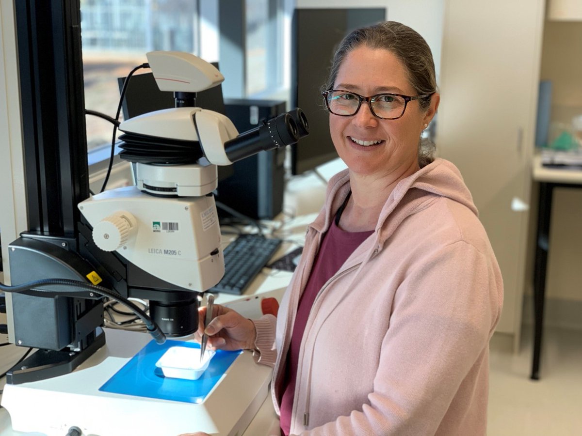 Meet crop protection team member, Bec Severtson! Bec's role involves researching the elusive Dongara weevil 🔍 Learn more in the latest #ProtectingWACrops ➡ agric.wa.gov.au/newsletters/pw…