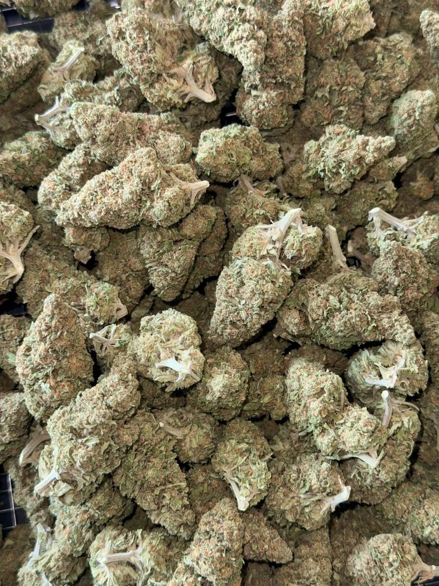 lotusunko's tweet photo. Strain : Pink Kush 🩷🍬🍧

���� Hybrid Indica Dominant😵‍💫
🔸 THC 23%กลิ่นกุหลาบหวานๆ🤤
👇🏻👇🏻
https://t.co/x4fLfjmr7Z 🎲
#กัญชารังสิต #กัญชากรุงเทพ #กัญชาog #กัญชาออแกนิค #กัญชาไฟฟ้า #กัญชาราคาถูก #ภูเก็ต #พังงา #ยะลา #นราธิวาส #ปัตตานี #ชุมพร #พังงา #สายเขียว #กัญชากทม #กัญชาog https://t.co/sfUPWc5aPP