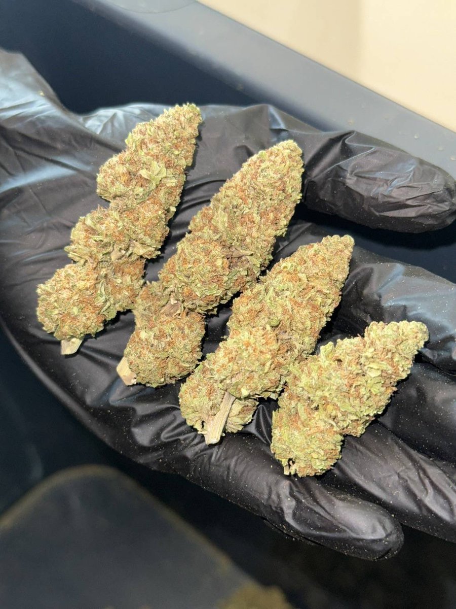 lotusunko's tweet photo. Strain : Pink Kush 🩷🍬🍧

���� Hybrid Indica Dominant😵‍💫
🔸 THC 23%กลิ่นกุหลาบหวานๆ🤤
👇🏻👇🏻
https://t.co/x4fLfjmr7Z 🎲
#กัญชารังสิต #กัญชากรุงเทพ #กัญชาog #กัญชาออแกนิค #กัญชาไฟฟ้า #กัญชาราคาถูก #ภูเก็ต #พังงา #ยะลา #นราธิวาส #ปัตตานี #ชุมพร #พังงา #สายเขียว #กัญชากทม #กัญชาog https://t.co/sfUPWc5aPP