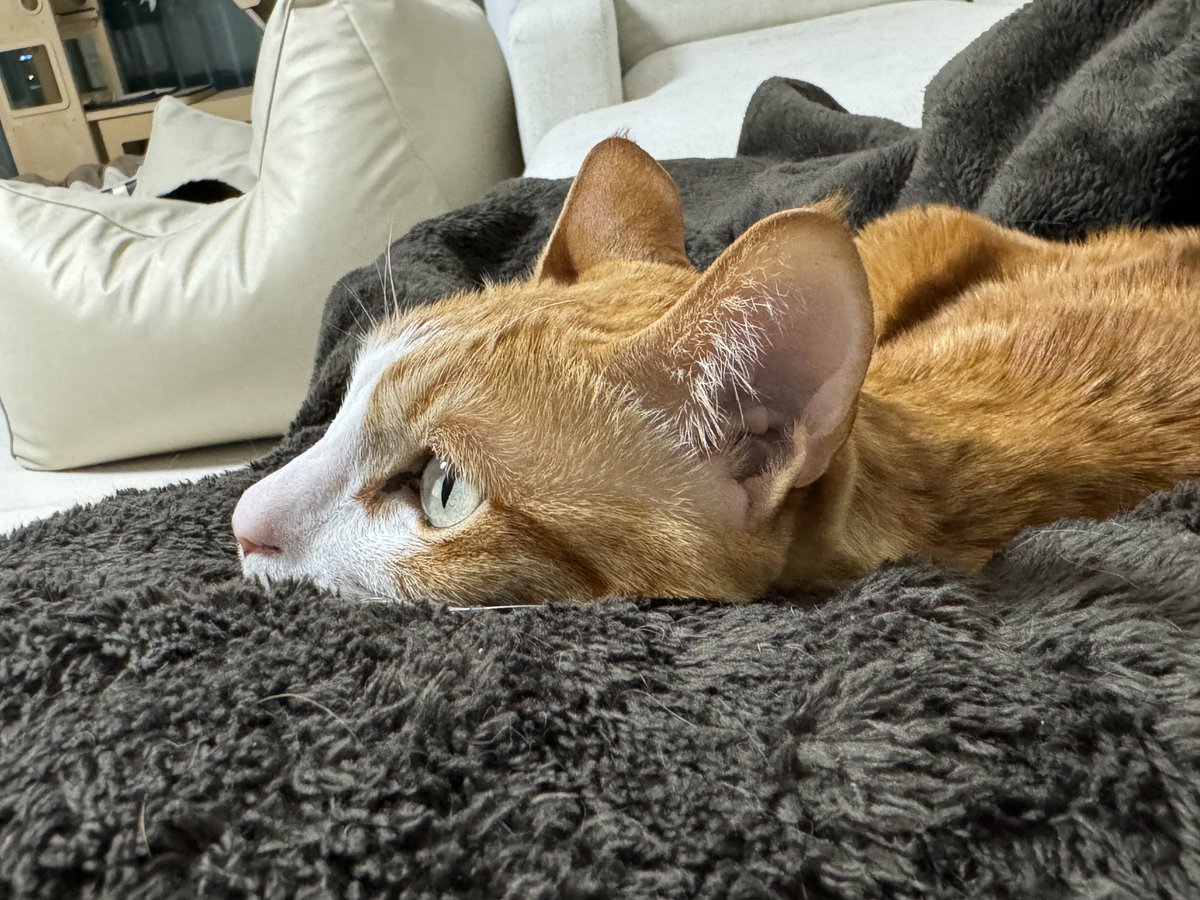 사진 속 고양이 두 마리를 찾아보세요