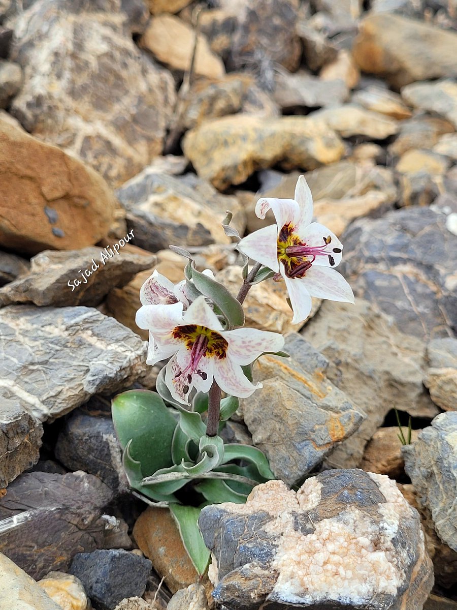 Fritillaria gibbosa Boiss Liliaceae South Zagros, Iran March 30, 2024 Elevation 2500m There are about 25 species of Fritillaria in the flora of Iran, and some of them have been introduced in the last one or two years.  #Fritillaria #botany #bulb #Mountain #Ecology #wildflowers