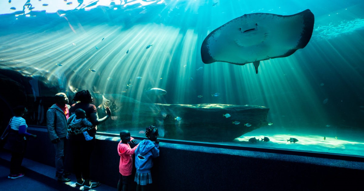 Looking for a destination that the whole family will love?✈️ Travel via Cape Town International Airport and visit the Two Oceans Aquarium at the V&A Waterfront for an outdoor adventure. #ACSAllence Source: aquarium.co.za