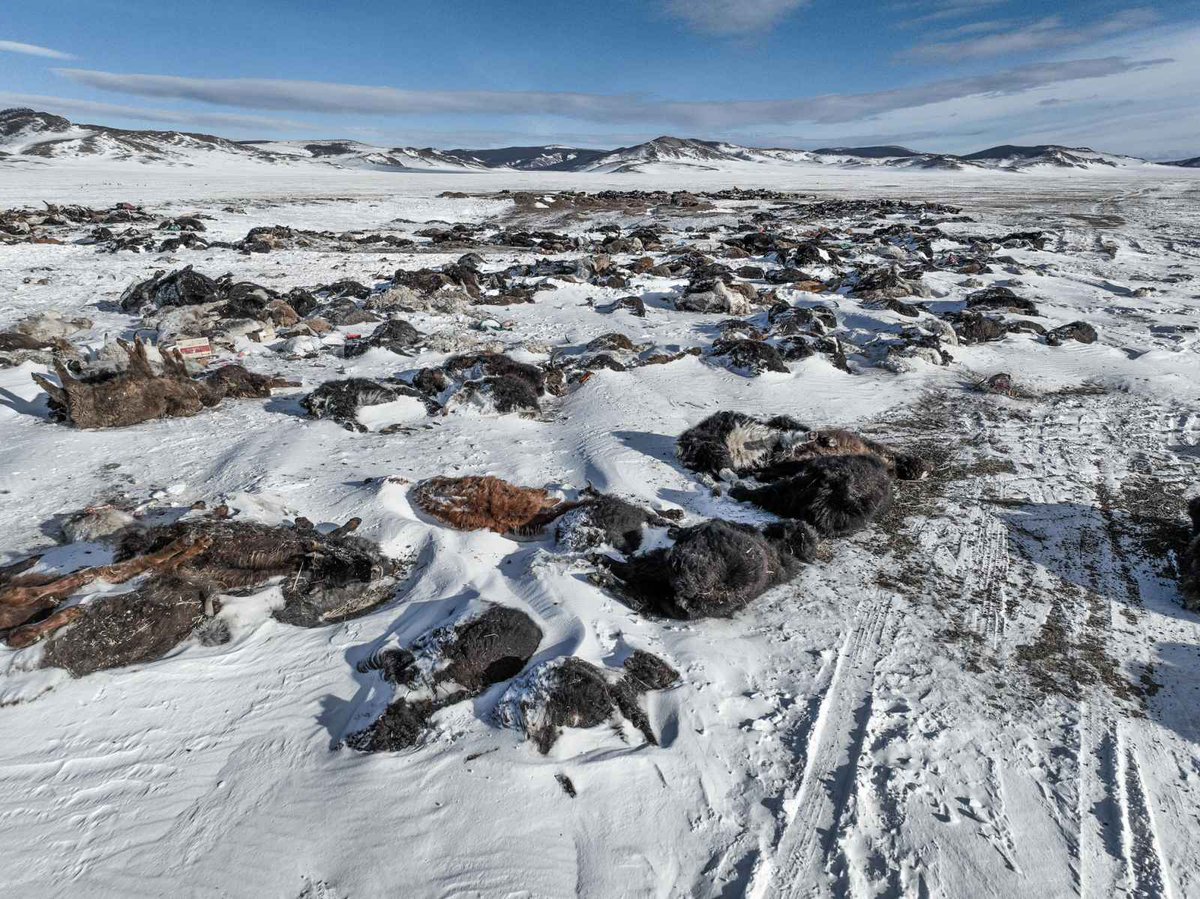 Since November 2023, Mongolia has been gripped by severe #Dzud conditions. Over 76% of the country is covered by heavy snow. By March 2024, the death toll among livestock surged to over 5.93 million. The HCT in Mongolia is working to alleviate the plight of herders.