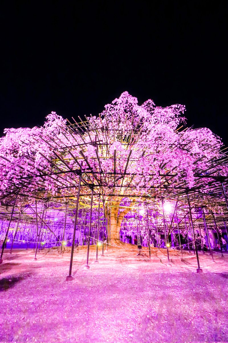 Sorani___Ao's tweet photo. 夜空に大輪の桜が咲いた日。 https://t.co/f9AsKJNwb2