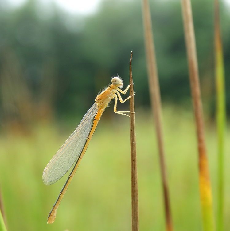 het is weer tijd voor determinatiedinsdag! Deze week wederom een insect, maar beslist een compleet andere soort! Wie o wie denkt te weten welke soort dit is? Laat het weten in de reacties :D