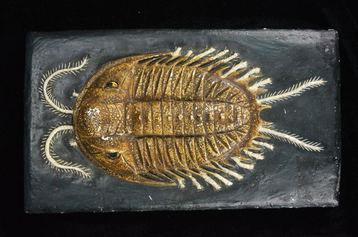 Teaching aids have been used for decades, such as this Olenoides serratus, one of the first animals from the Burgess Shale of Canada to be described! #TrilobiteTuesday #LapworthRocks #geologyrocks #geology #palaeontology #paleontology #palaeo #paleo #fossils #trilobites