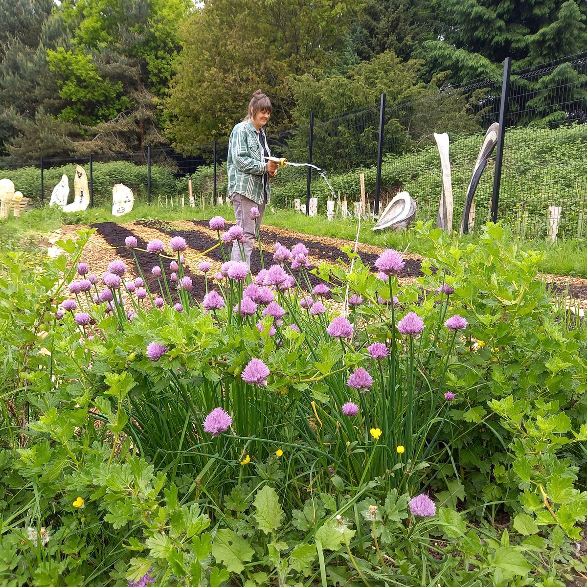 Our Urban Farm & Environmental Volunteer applications close on Thurs 4th April at midnight! Join us for 8 weeks of sowing, harvesting, composting, woodwork & conservation across our 160-acre site while connecting with like-minded people. Apply now! northern-roots.uk/get-involved/v…