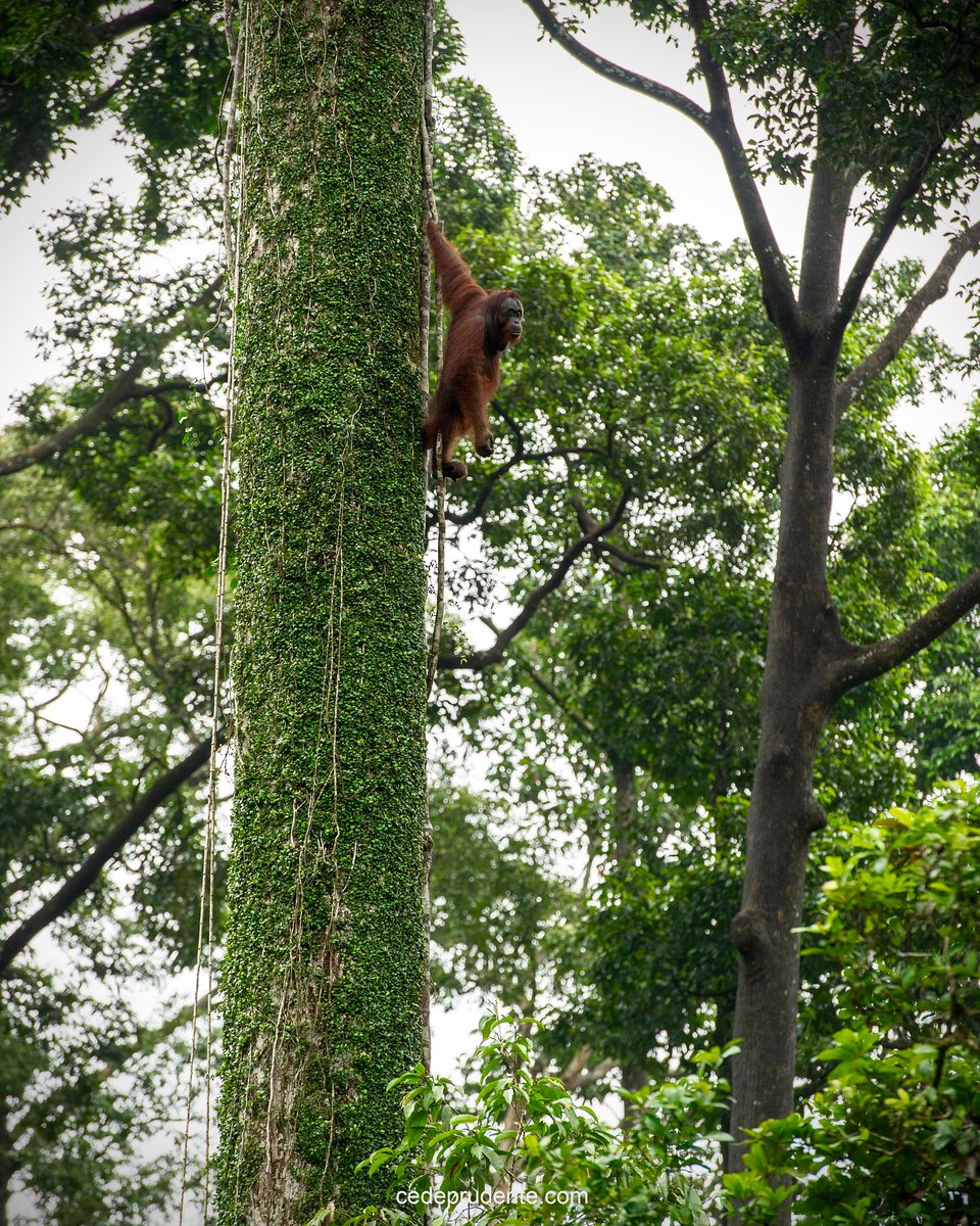 sabahtourism's tweet image. The Kabili-Sepilok Forest Reserve in Sandakan is a conservation site about 30 minutes from Sandakan city. It shelters 1,285 plant species, 197 birds, and 13 mammals, including orangutans and sun bears, alongside orchids and pitcher plants.

📸IG/@cede_prudente_borneo