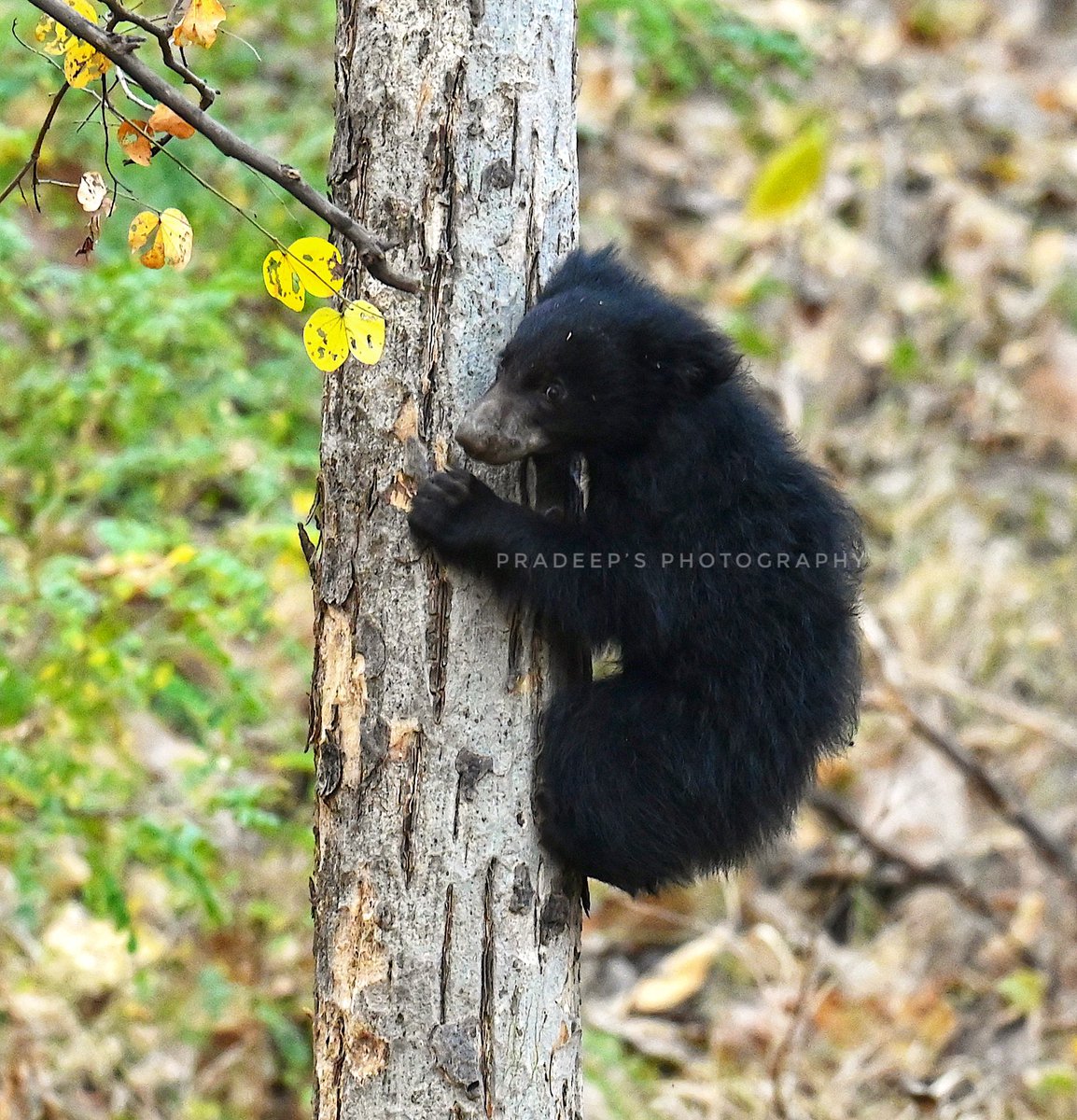 Youngsters getting trained for climbing #tigerpradeepsingh #pradeepswildlifeexpeditions #tigerprasangsingh #tigersafariwithpradeepsingh #netgeotravel #netgeowild #nationalgeographic #bbcearth #bbctravel #sanctuaryasia #natureinfocus #animalphotography #wildnature #wildlifepho