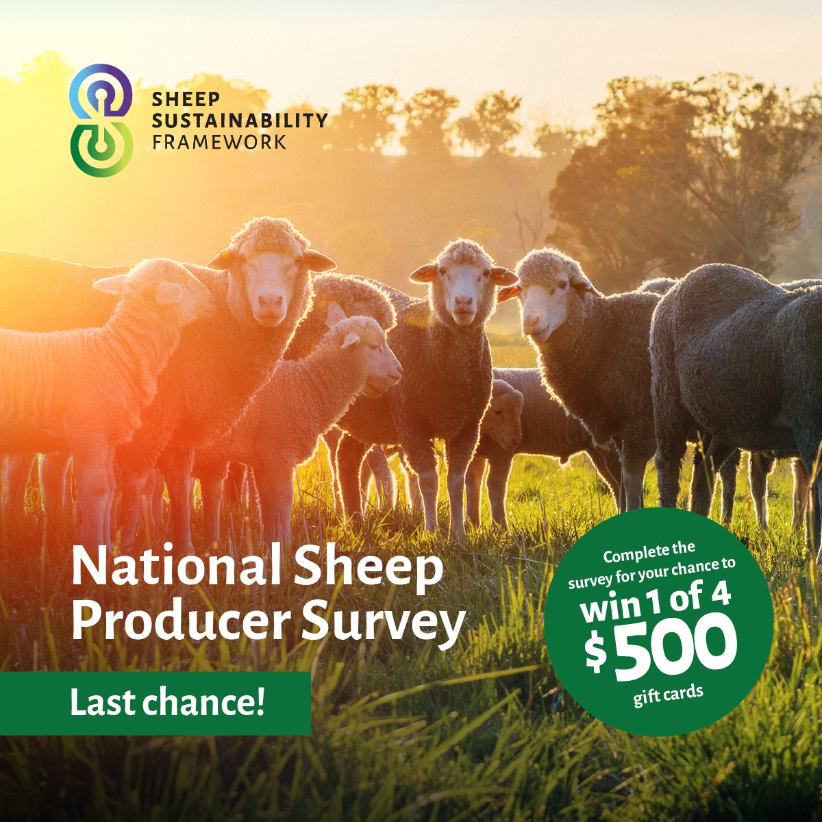 There is only ONE DAY LEFT to participate in the National Sheep Producer survey and win 1 of 4 $500 gift cards! ⏳

Don't miss this chance to provide valuable feedback and help contribute to reporting in the Sheep Sustainability Framework! 🌱

👇👇👇
bit.ly/3TlQWX9