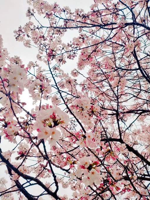 桜満開 